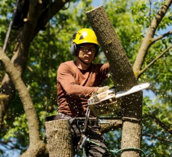 Tree-Lopping-Services