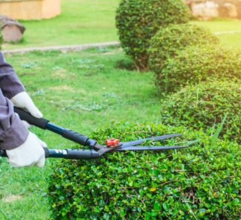 Tree-Pruning-Services