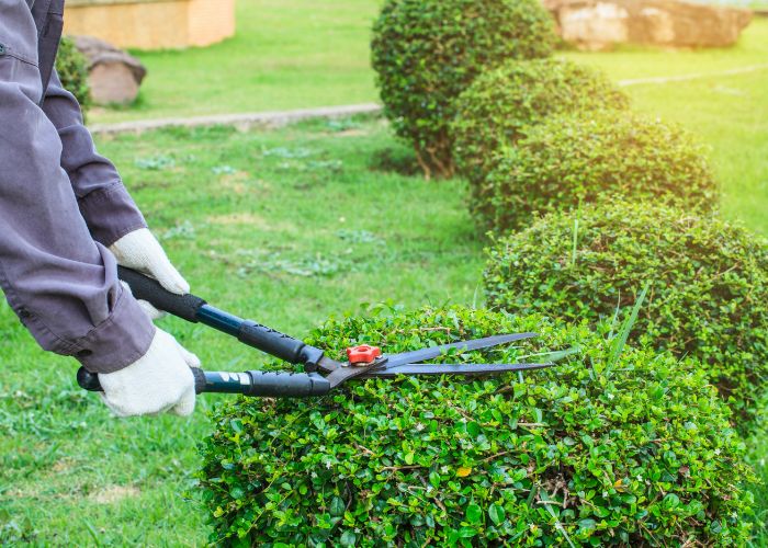 Tree-Pruning-Services