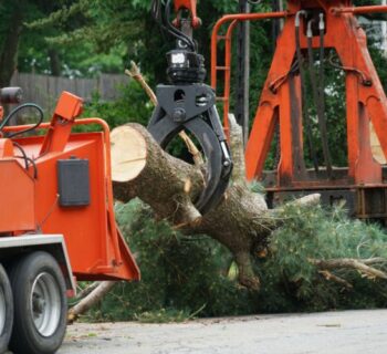 Tree-Removal-Services